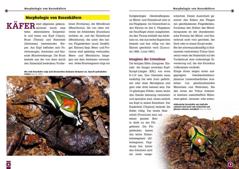 Preview: Afrikanische Rosenkäfer - überarbeitete Neuauflage